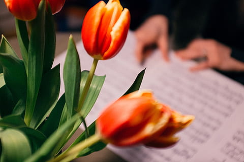 郁金香, 其他, 花, 自然, 花束, 特写, 植物, 红色, 花瓣, 单花, 橙色, 新鲜, 树叶, 开花植物, 自然之美, 脆弱, 漏洞, 生长, 花头, 花序, 植物部分, 前景聚焦, 选择性聚焦, 没有人, 插花, 4K, 免版税, CC0, 公共领域