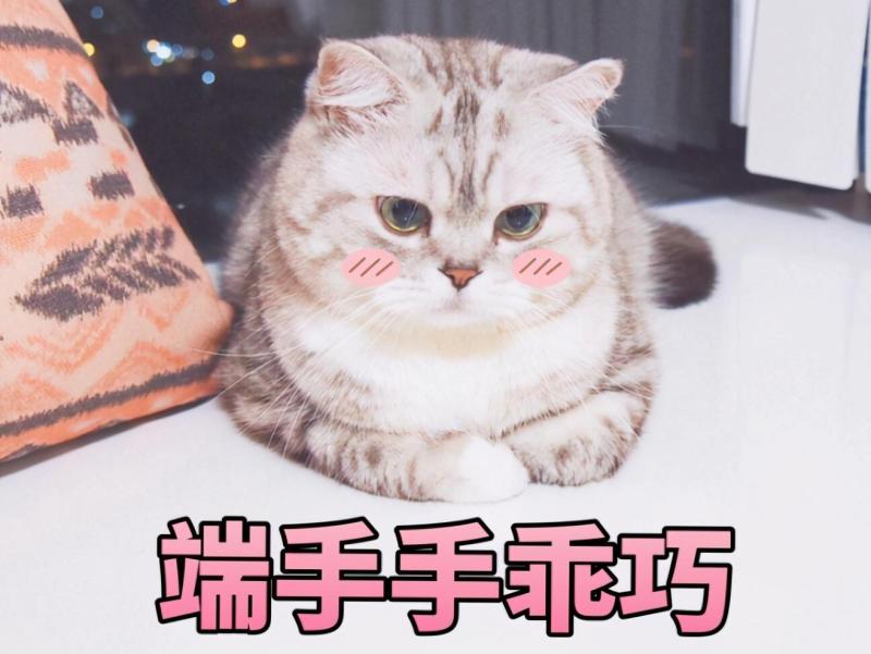 好听顺口的猫名字（猫猫名字大全）
