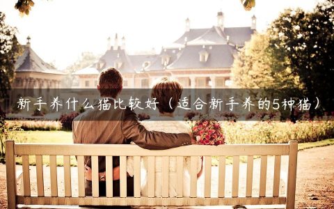 新手养什么猫比较好（适合新手养的5种猫）