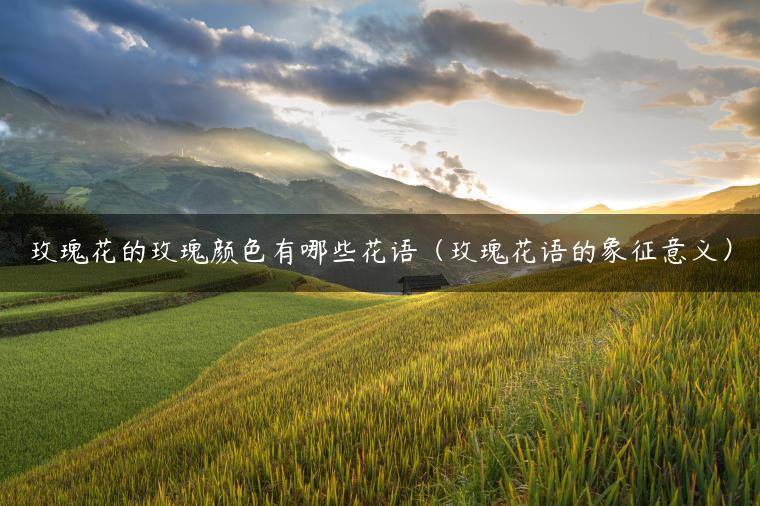 玫瑰花的玫瑰颜色有哪些花语（玫瑰花语的象征意义）
