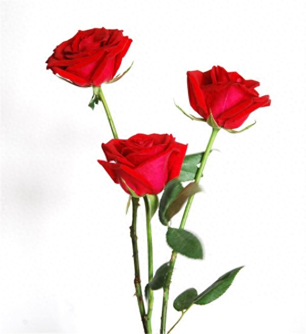 三朵花代表什么意思（3朵玫瑰代表的含义）