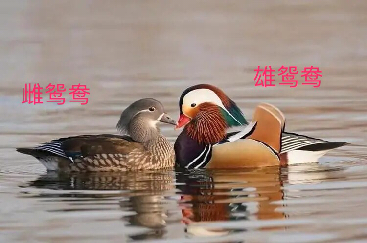 鸳鸯哪个是雌哪个是雄（鸳鸯怎么分公母）